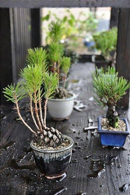 How to Bonsai a Pine Tree from Seeds | Pinterest