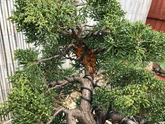 Fungal Disease on Bonsai a Pine Tree | Swindon Bonsai Society