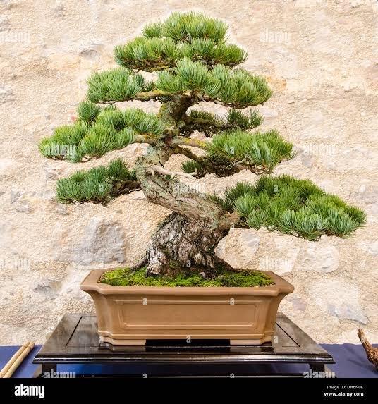 Bonsai a White Pine Tree | Alamy