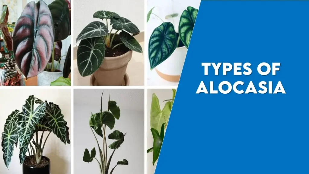 Different Types of Alocasia with pictures