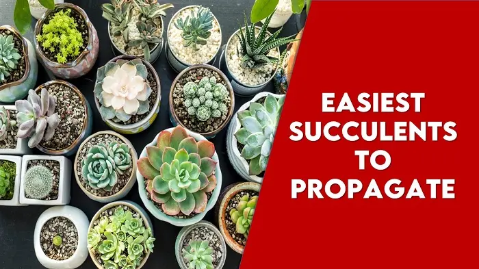   Top 15 Easiest Succulents To Propagate