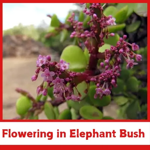 Flowering in Elephant Bush | Gardener’s Path