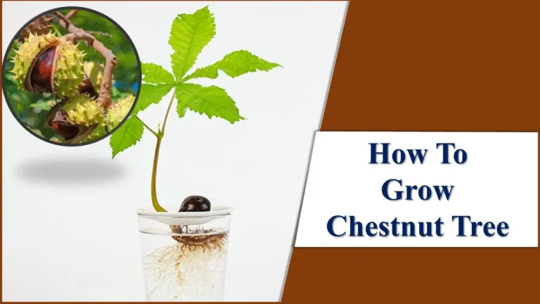 How To Grow a Chestnut Tree In 2 Simple & Effective Way 