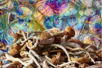 How long do mushrooms take to kick in|
How long do mushrooms take to kick in