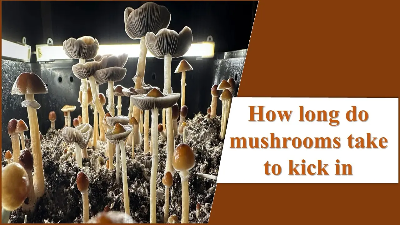 How long do mushrooms take to kick in