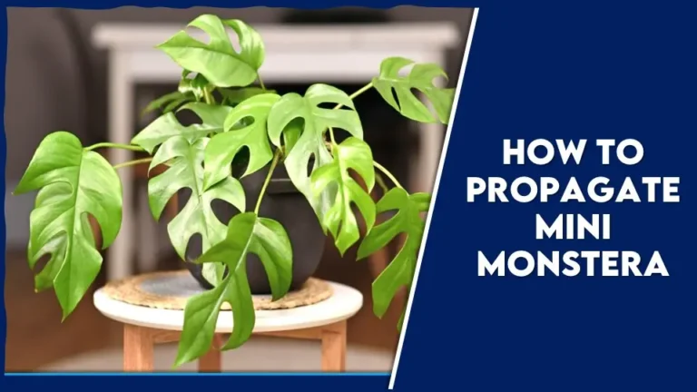 How to Propagate Mini Monstera and its Care