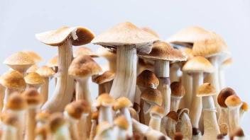 Magic Mushrooms| How long do mushrooms take to kick in