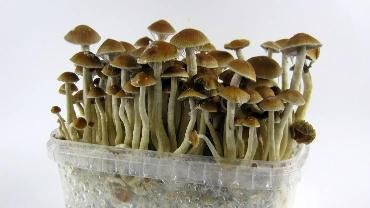 Magic Mushrooms| How long do mushrooms take to kick in