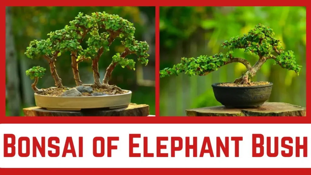 Bonsai of Elephant Bush | Pinterest | Gardners Home
