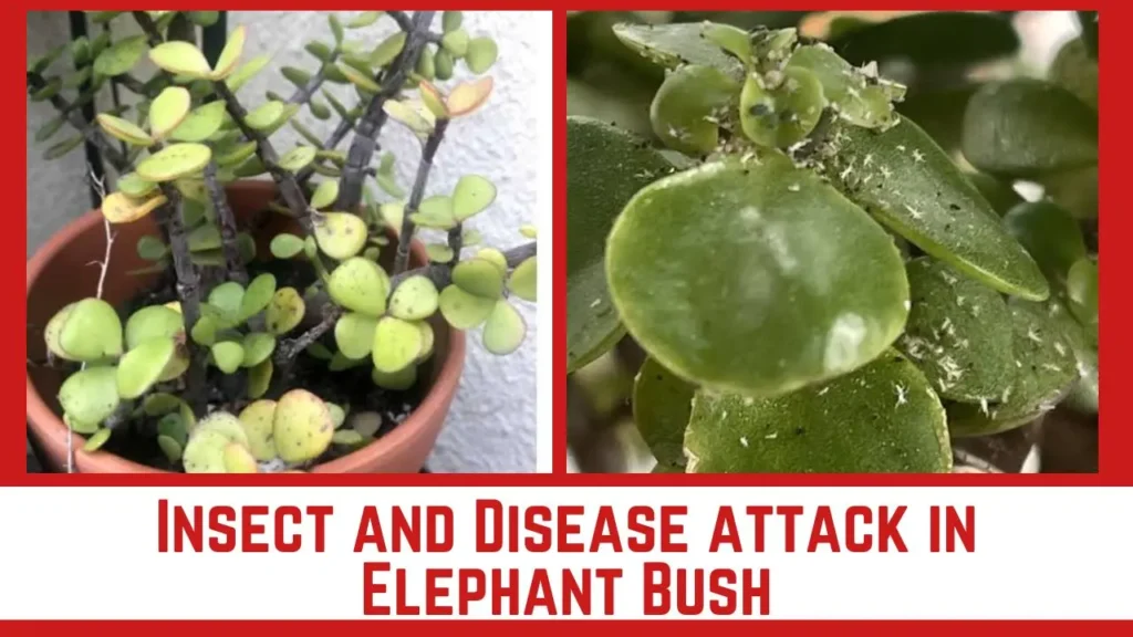Insect and Disease Attack on Elephant Bush | Succulent Plant Care
