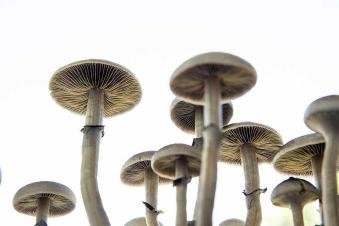 Mushroom| How long do mushrooms take to kick in