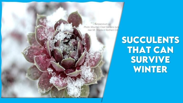 20 Best Succulents That Can Survive Winter