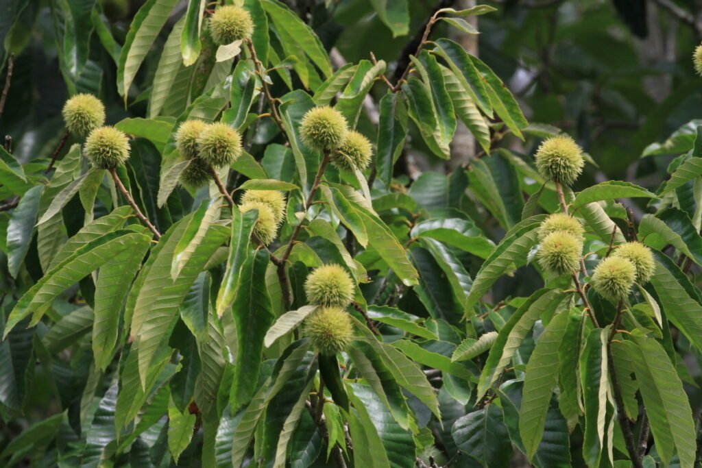How To Grow a Chestnut Tree