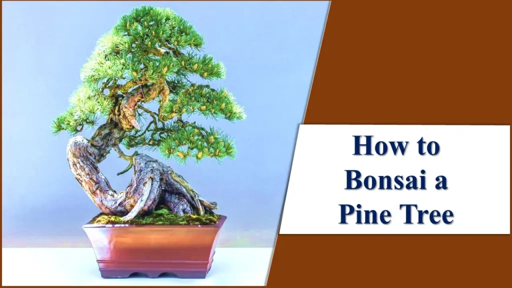 how to bonsai a pine tree
