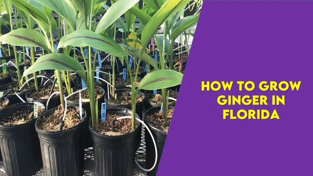 how to grow ginger in Florida