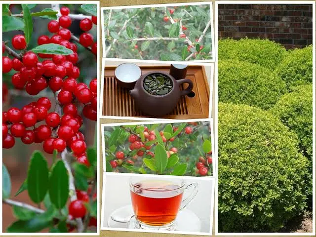Different Types of Holly Bushes and its Uses | Hotel Center