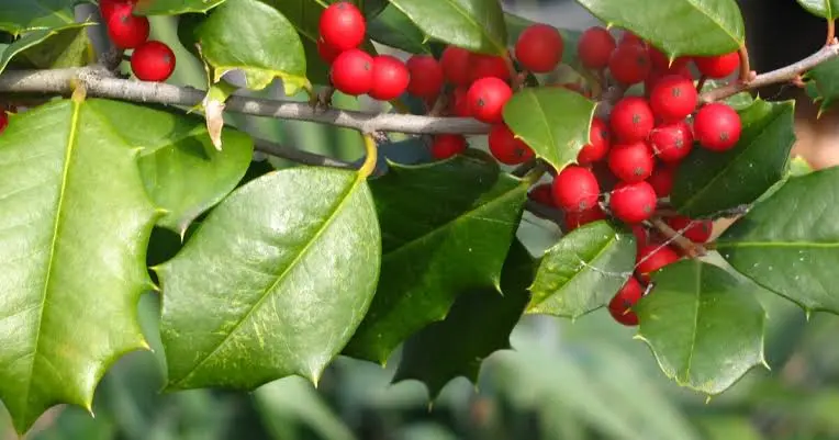 Types of Holly Bushes 