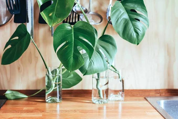 How to Propagate Mini Monstera only in Water | The Healthy House Plant