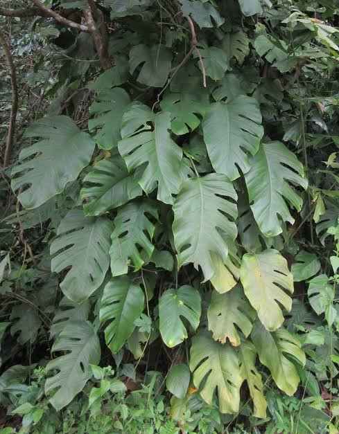 Rhaphidophora pertusa| Medicinal Plants