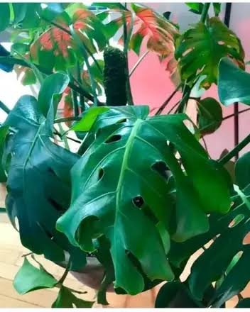 Curled Drooping Leaves in Mini Monstera | DIG Nursery