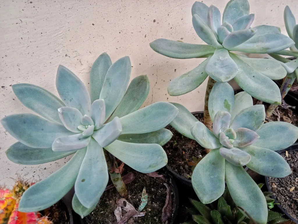 Pachyveria succulent | licensed by Google