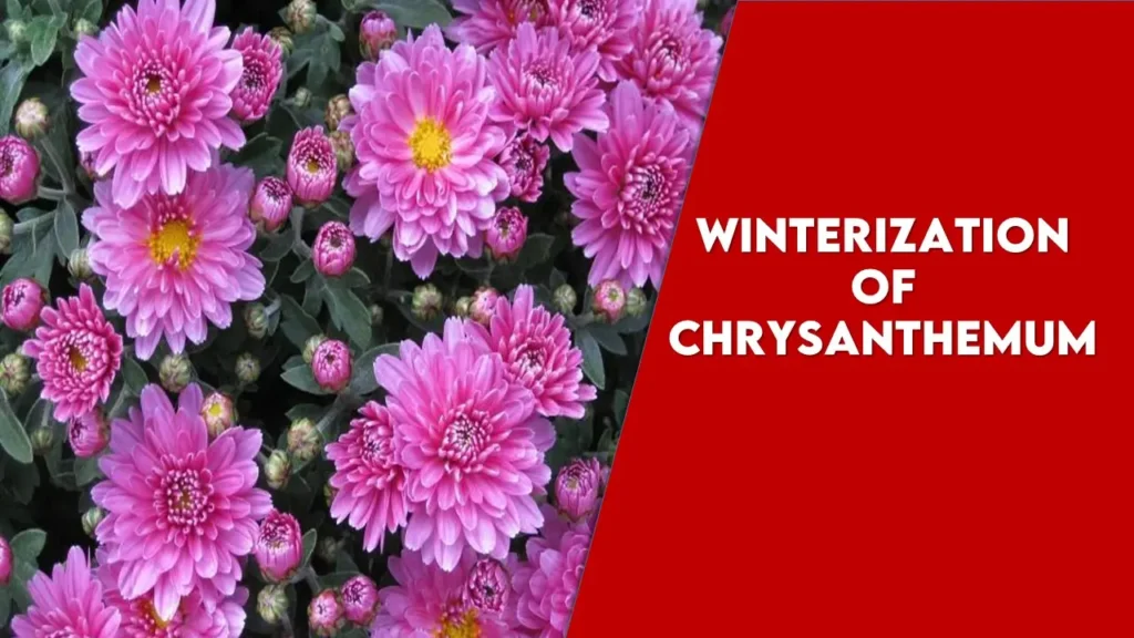 winterization of chrysanthemum
