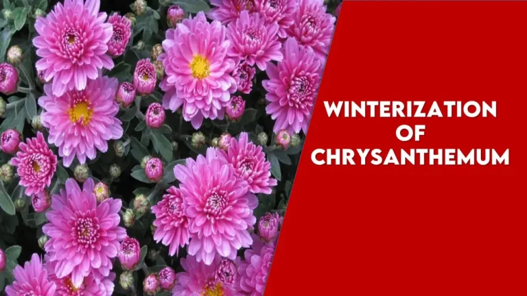 Winterization of Chrysanthemums: Shield Your Mums From Harsh Winters