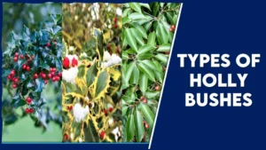 Different Types of Holly Bushes to