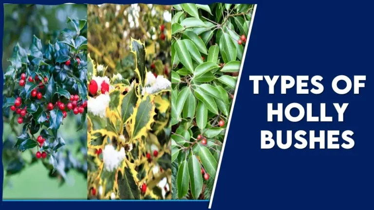 15 Different Types of Holly Bushes to Enhance the Beauty of Your Garden