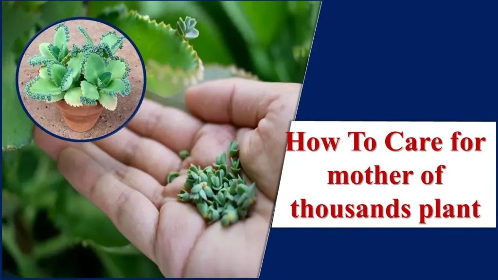 How To Care for mother of thousands plant