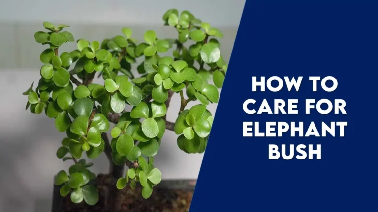 How to Care for Elephant Bush: The Ultimate Guide