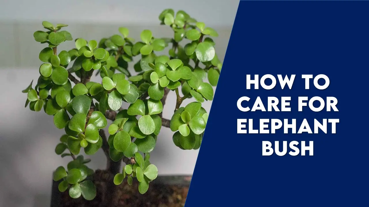 How to Care for Elephant Bush