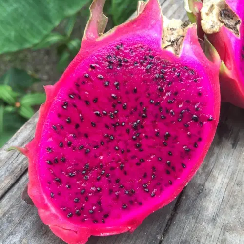 Hyalocereus costraricensis |How to grow dragon fruit from seed