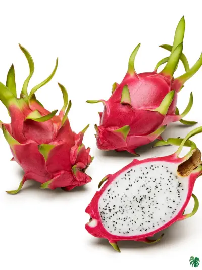 Hyalocerus undatus: White Dragon Fruit|How to Grow Dragon Fruit from Seed