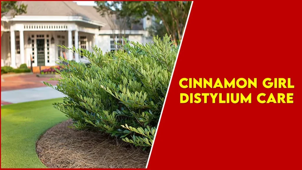 Cinnamon Girl Distylium Care