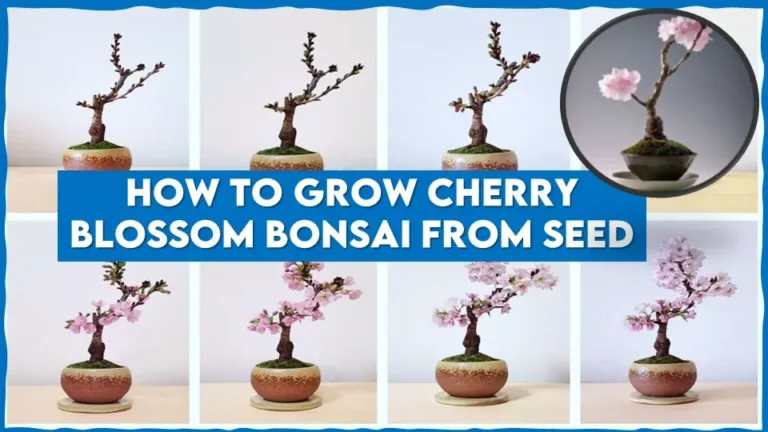 How to Grow Cherry Blossom Bonsai From Seed: Improved Methods and Care.