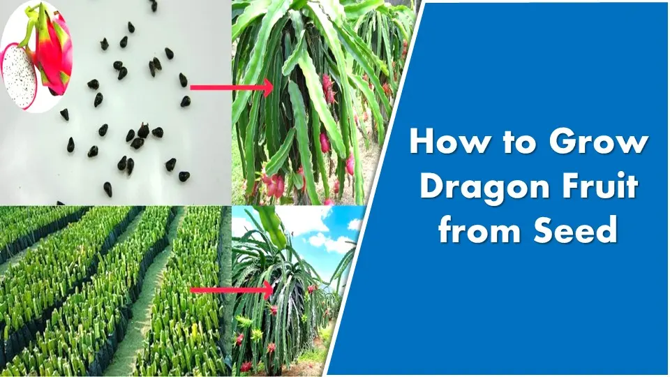 How to Grow Dragon Fruit from Seed