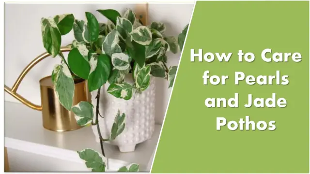 How to Care for Pearls and Jade Pothos