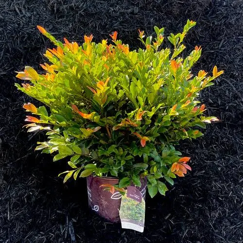 Cinnamon Girl Distylium Care | Lots of Plants