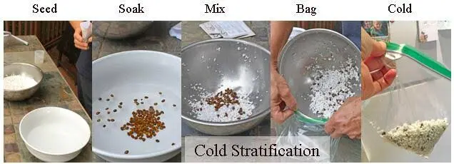 Steps of Stratification in Cherry Blossom Seeds | The Seed Collection