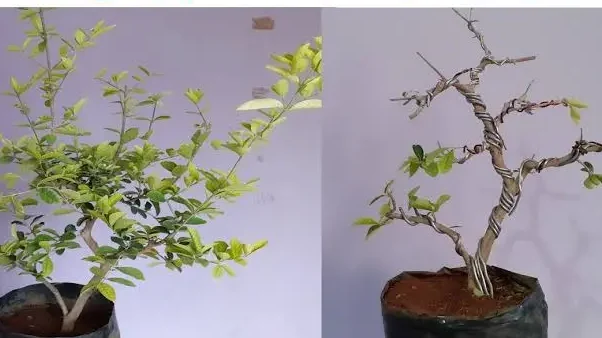 Wiring in Cherry Blossom Bonsai | Sree Bonsai Zone