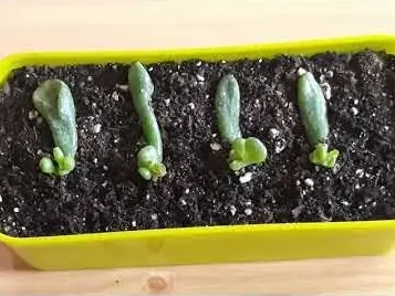 Shrek Ear succulent propagation by leaves | Youtube