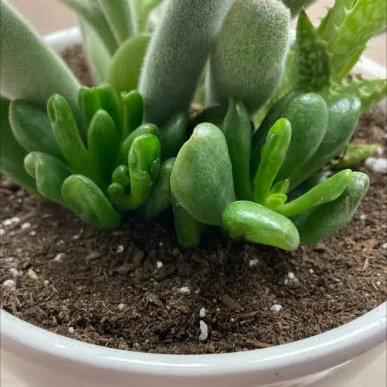 Offsets of Shrek Ear Succulent | Greg