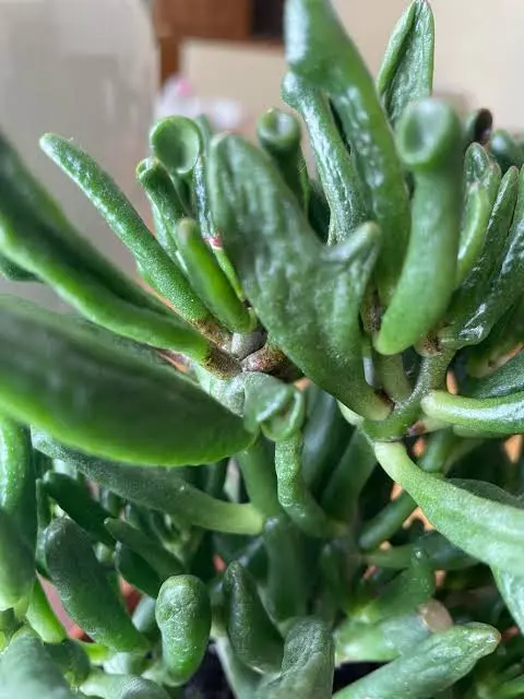 Insect attack on Shrek Ear Succulent | Reddit