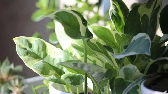 Pearls and Jade Pothos | ShutterStock