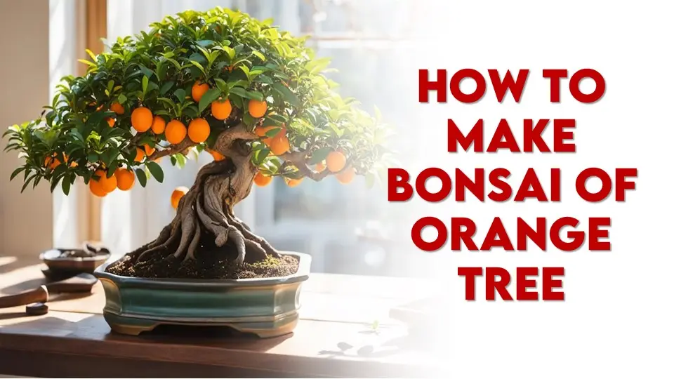 How to Make a Bonsai Orange Tree and its Care