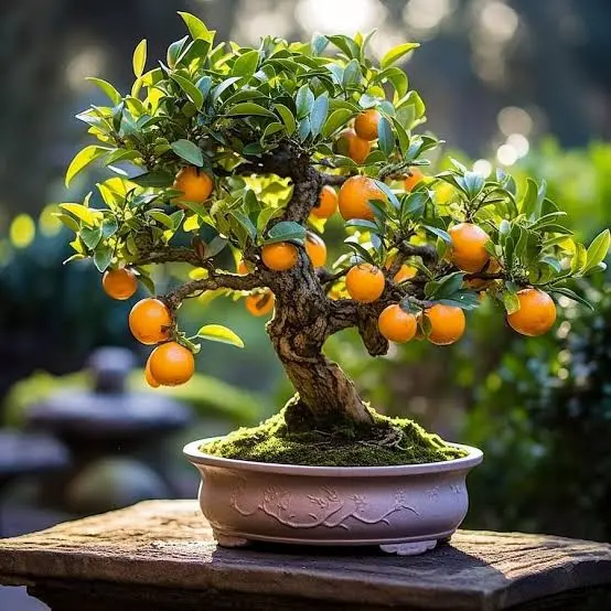 How to Make a Bonsai Orange Tree | Bonsai for Beginners