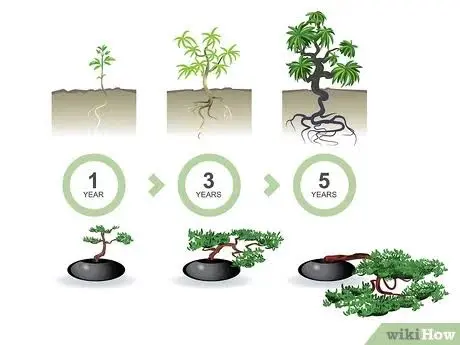 Styling the Bonsai | Wikihow