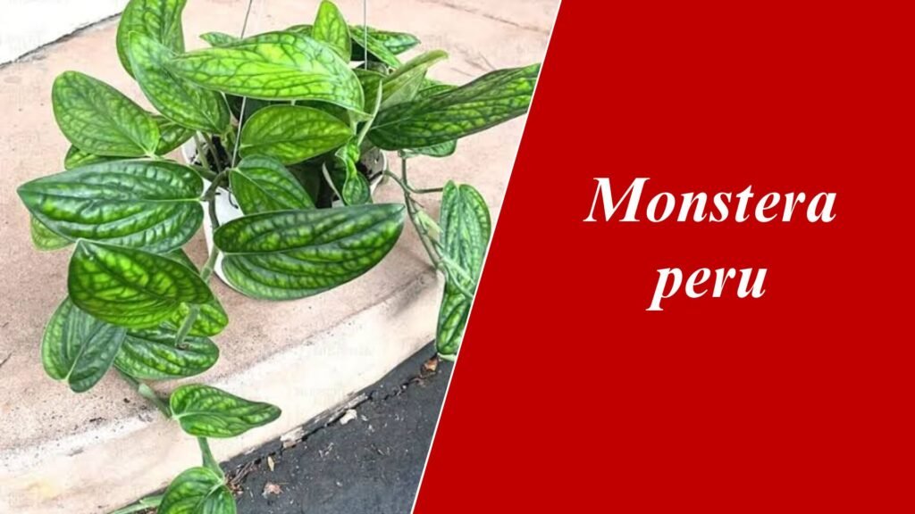 Monstera peru