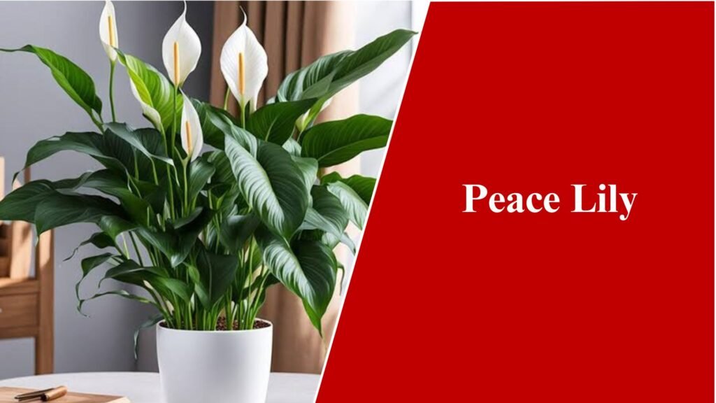 Peace Lily